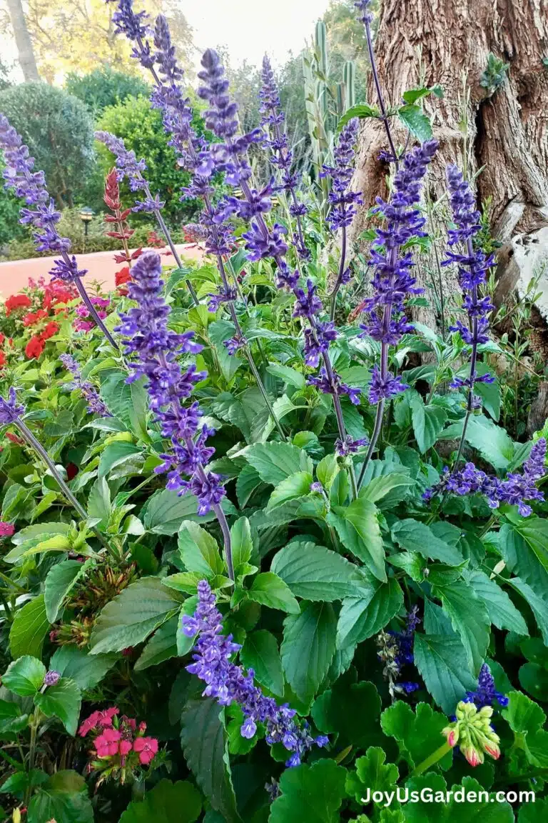 Blue salvia plants grow next to a tree, with other flowering plants in the background.