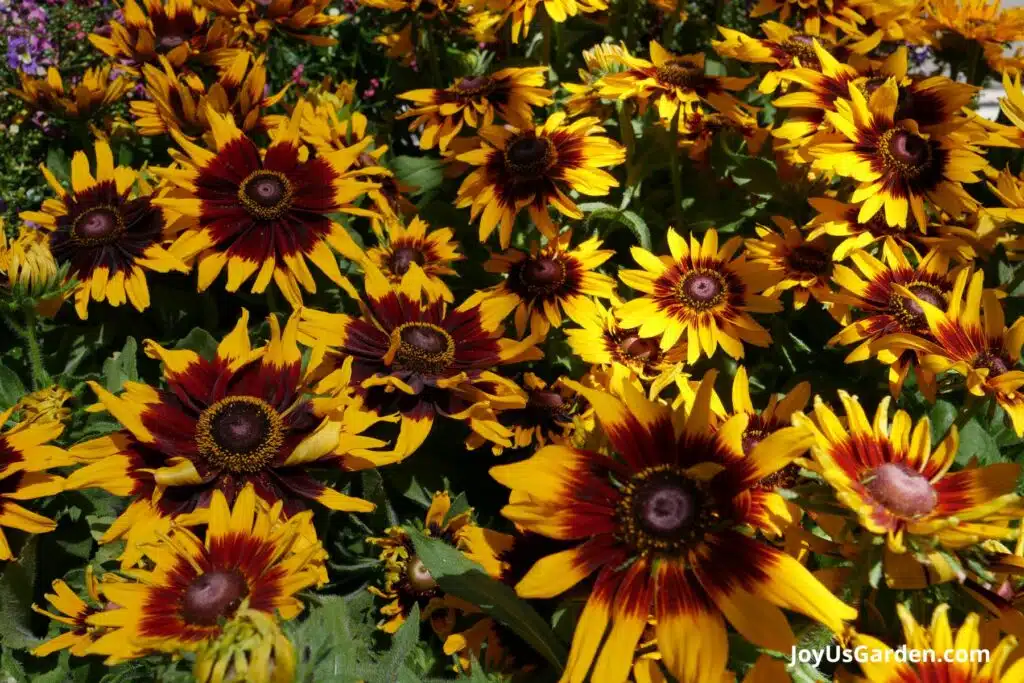 Yellow and deep red Rudbeckia grow outdoors in a partially shaded garden. 