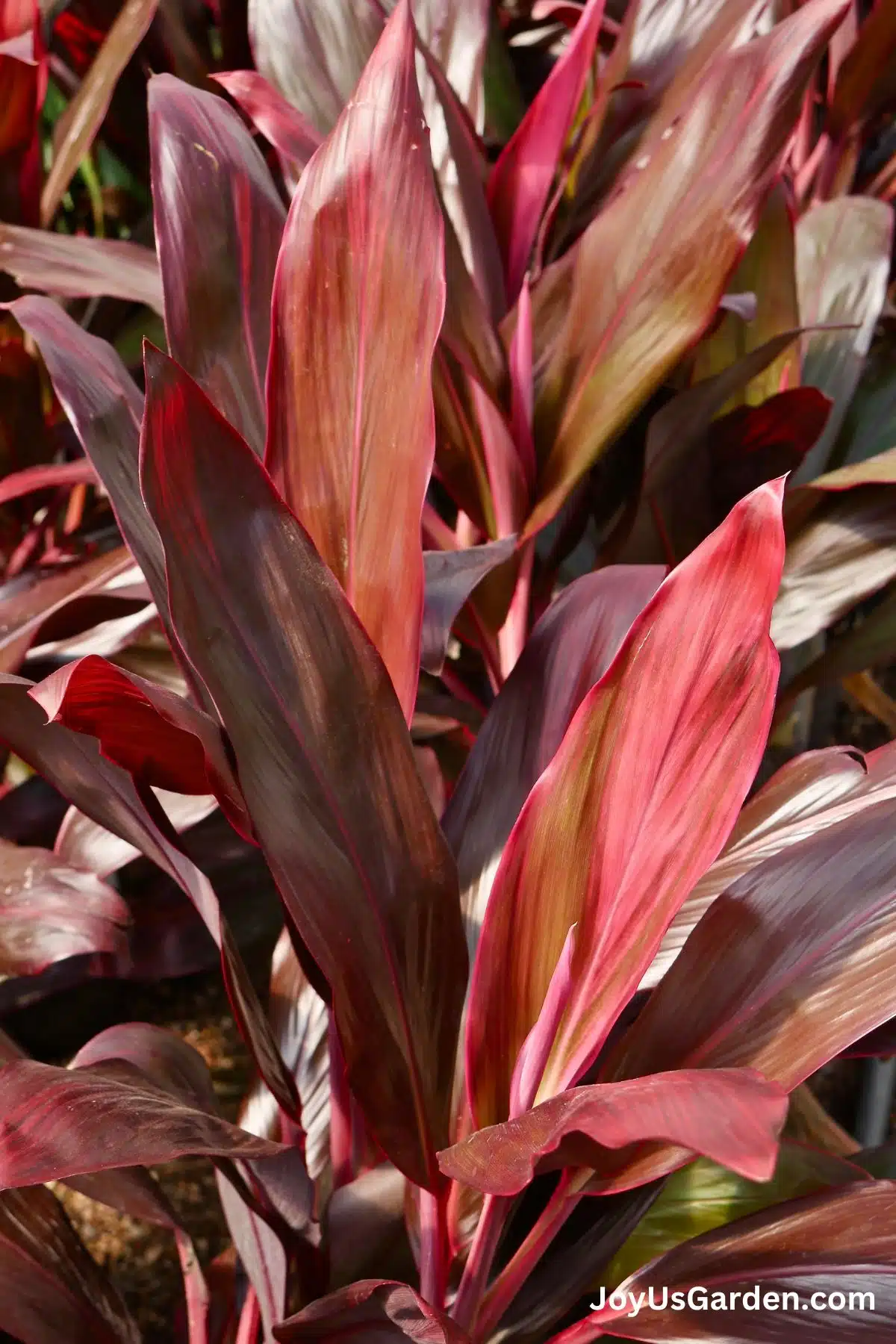 A Cordyline with deep reddish purple foliage grows outdoors in garden. 