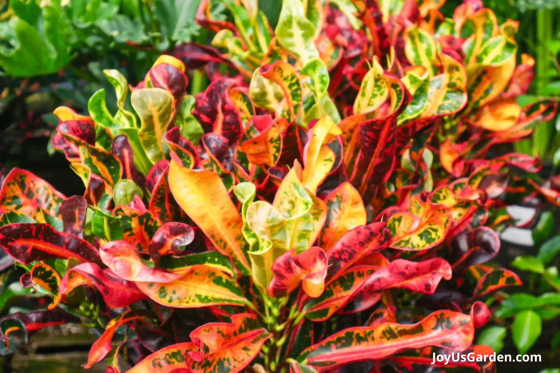 Colorful croton grows outdoors in asunny garden. 