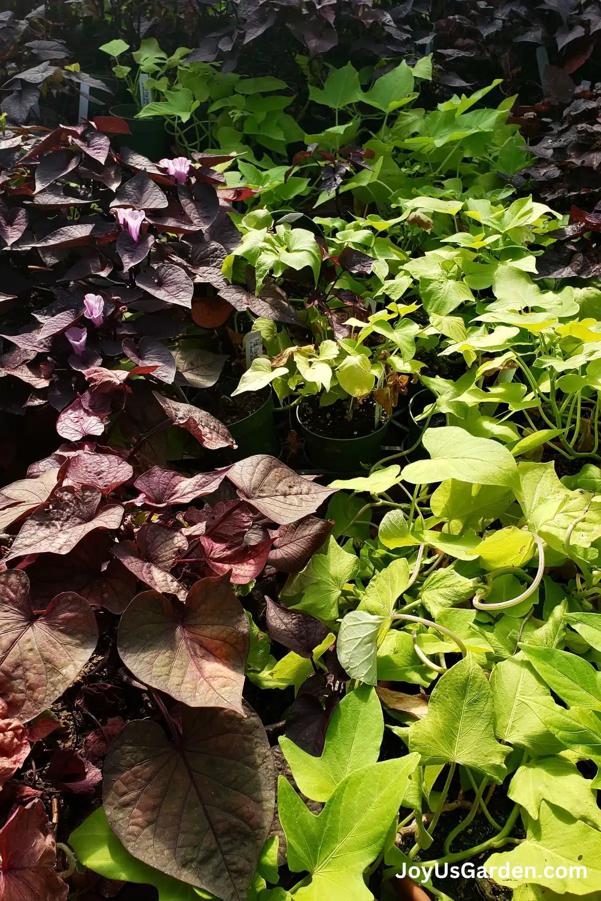 Two types of Ipomoea sweet potato vines grows outdoors with purple and green foliage. 