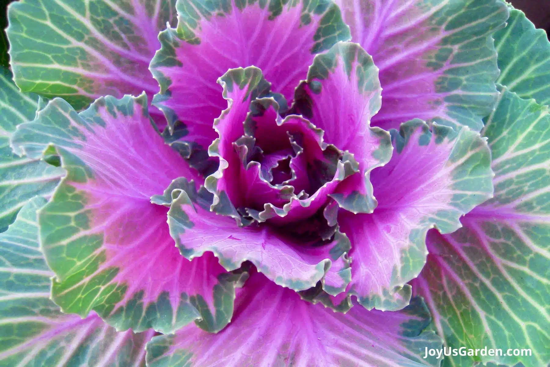 Close up photo of Ornamental cabbage with pinkish purple foliage. 