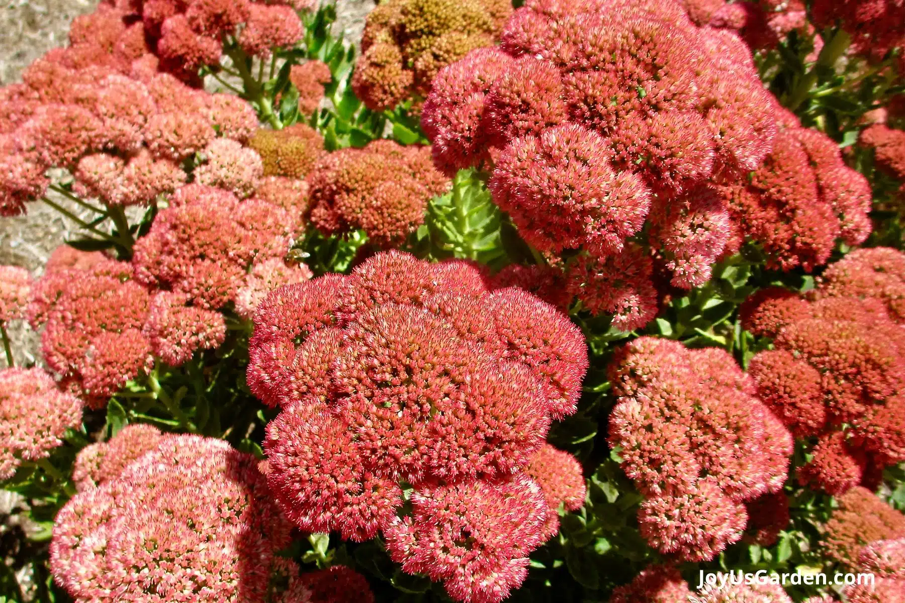 Sedum Autumn Joy is blooming with pale and bright pink flowers. 