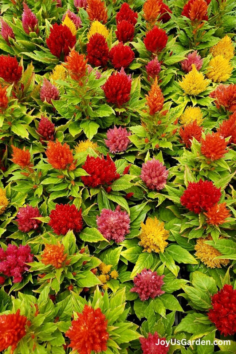 Colorful celosia are growing in an outdoor garden.