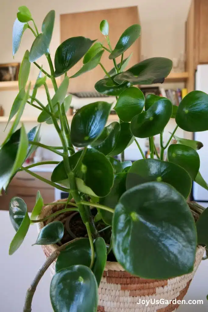 A raindrop peperomia sits atop a kitchen counter in a decorative plant basket.