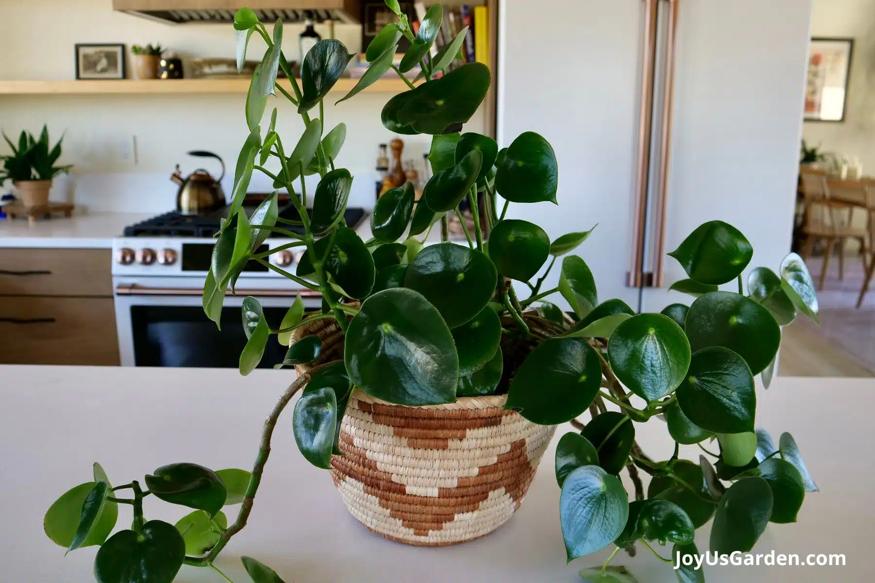 A raindrop peperomia (Peperomia Polybotrya) is planted in a decorative basket and sits atop a kitchen counter. 