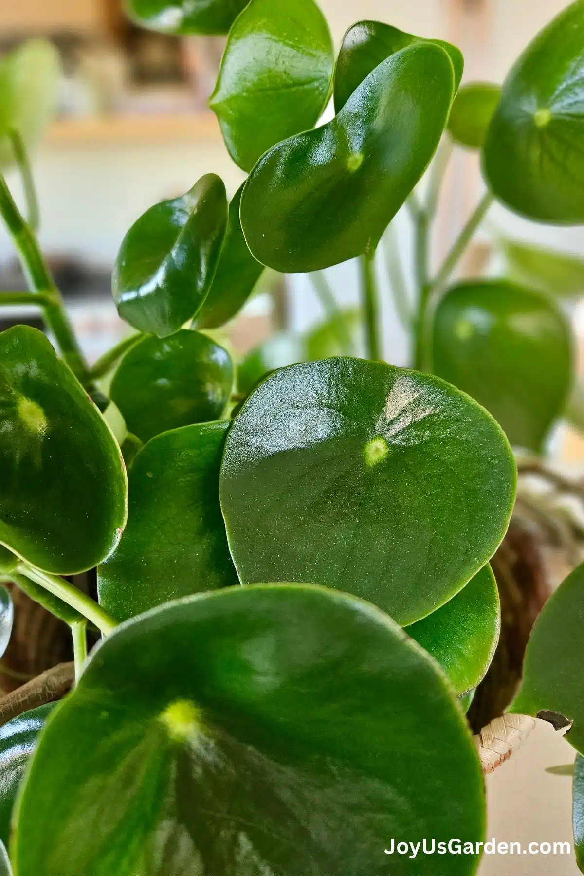 Close up photo of the round shaped foliage on a raindrop peperomia. 