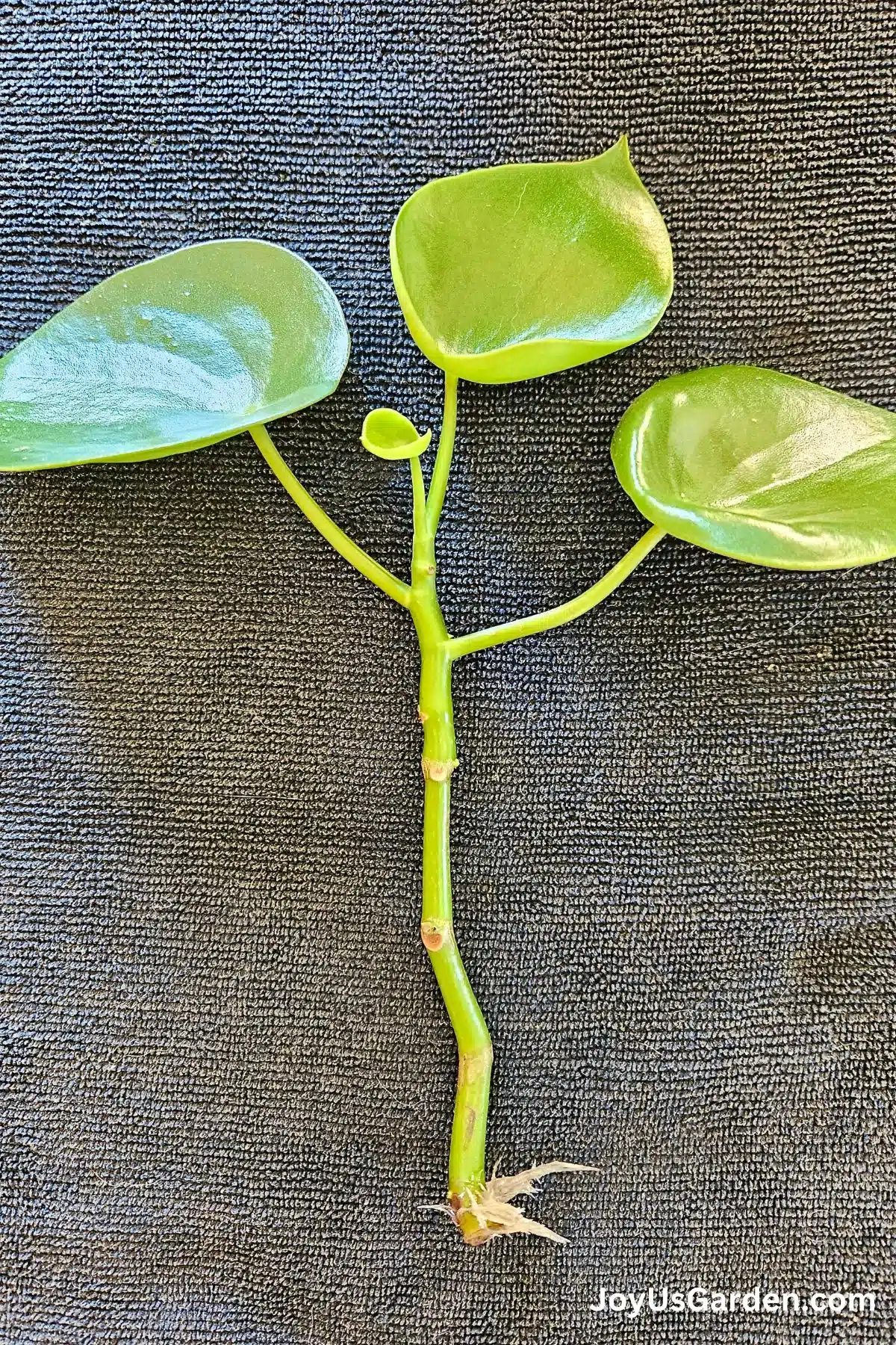 A recently pruned raindrop peperomia cutting has been propagated and has some rooting. 