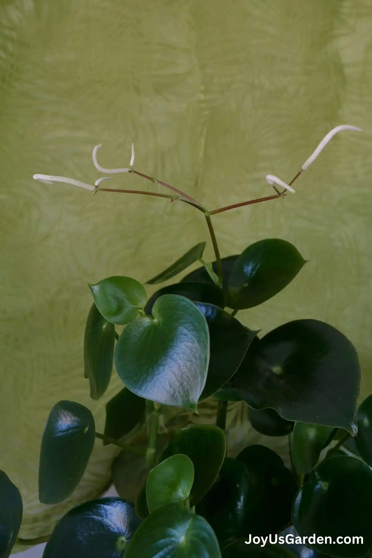 A raindrop plant has flowered, close up photo of the flowers. 