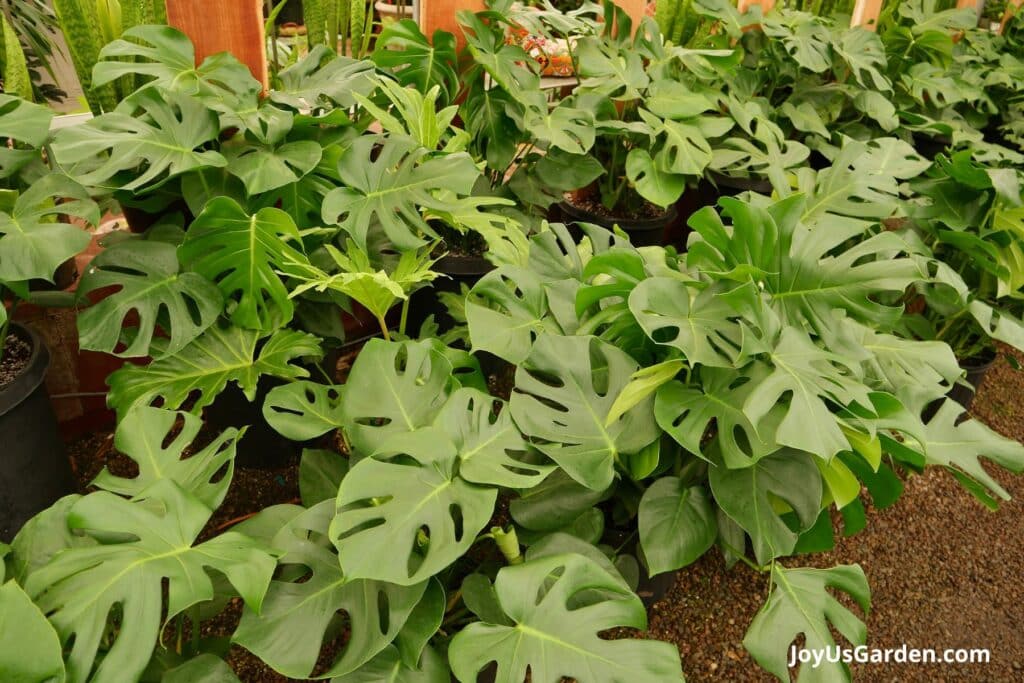 Multiple Swiss Cheese Plants are growing in a green house. 