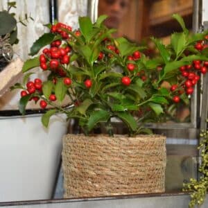 Holly is growing outside in a natural rope style plant pot,