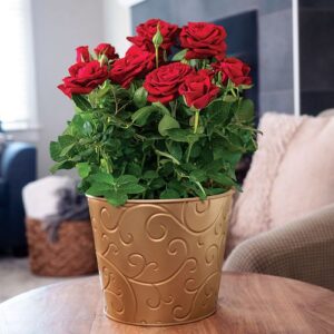 Red miniature roses grows in a gold plant pot.