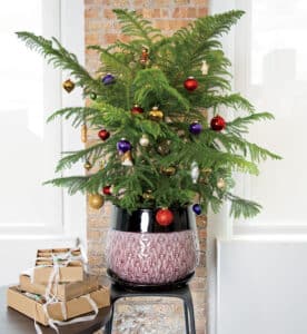 Norfolk island pine is growing indoors with Christmas ornaments decorating it.