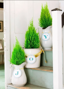 Miniature evergreens are growing indoors on a staircase.