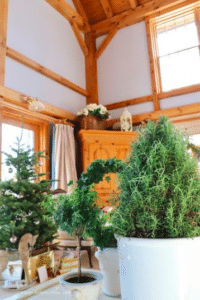 Rosemary is growing indoors surrounded by holiday decor.