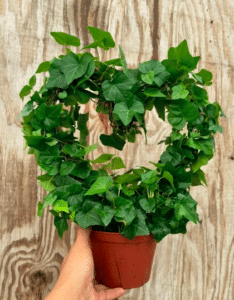 English ivy is being grown in a plastic pot in a heart shape.