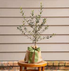 An olive tree is growing in a decorative burlap sack.