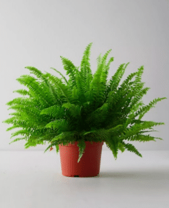 A Boston fern grows in a plastic grow pot. 