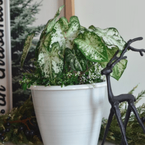 A caladium grows by holiday decor in a white pot.