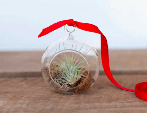 An air plant grows in a glass terrarium with a red bow