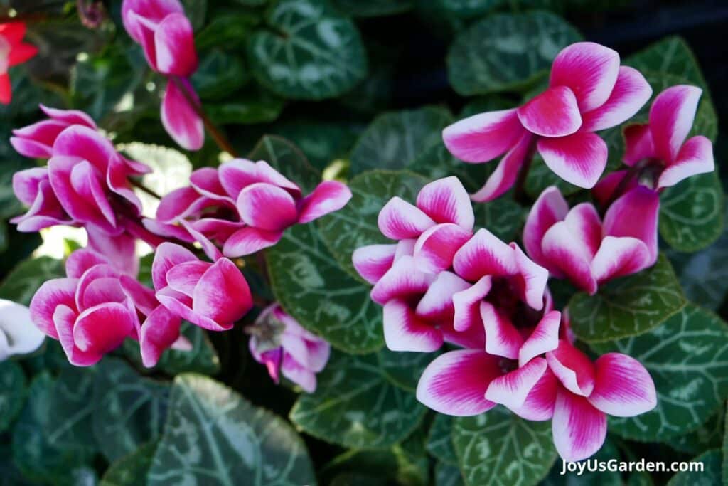 Close up of the pink and white flowers of a cyclamen plant.