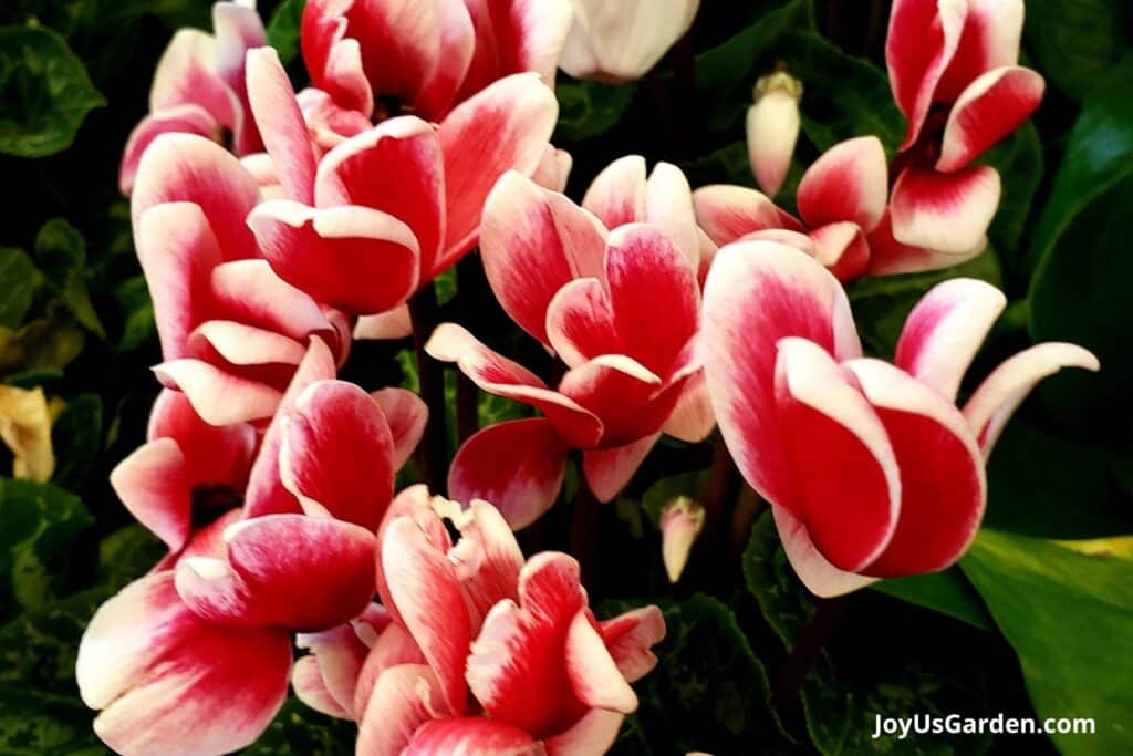 Close up of the pink and white flowers of a cyclamen plant.