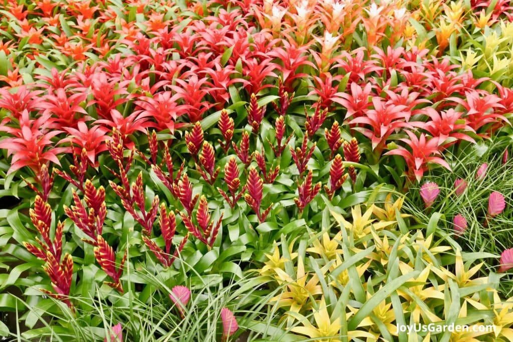 Variety of bromeliads grow in a greenhouse.