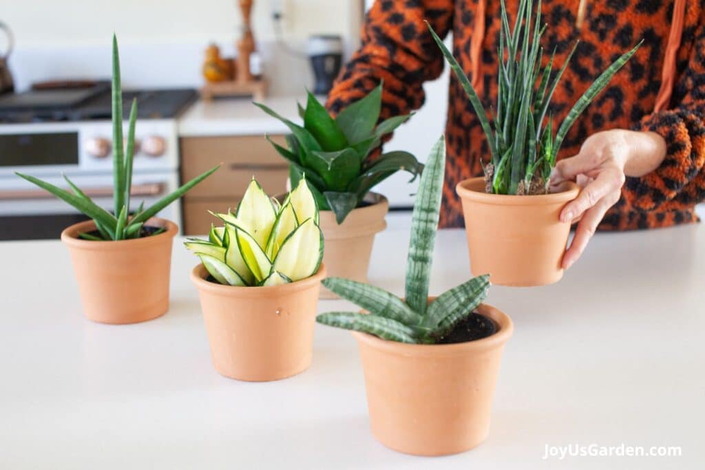 Five different type of snake plants grow in clay pots on a kitchen island.