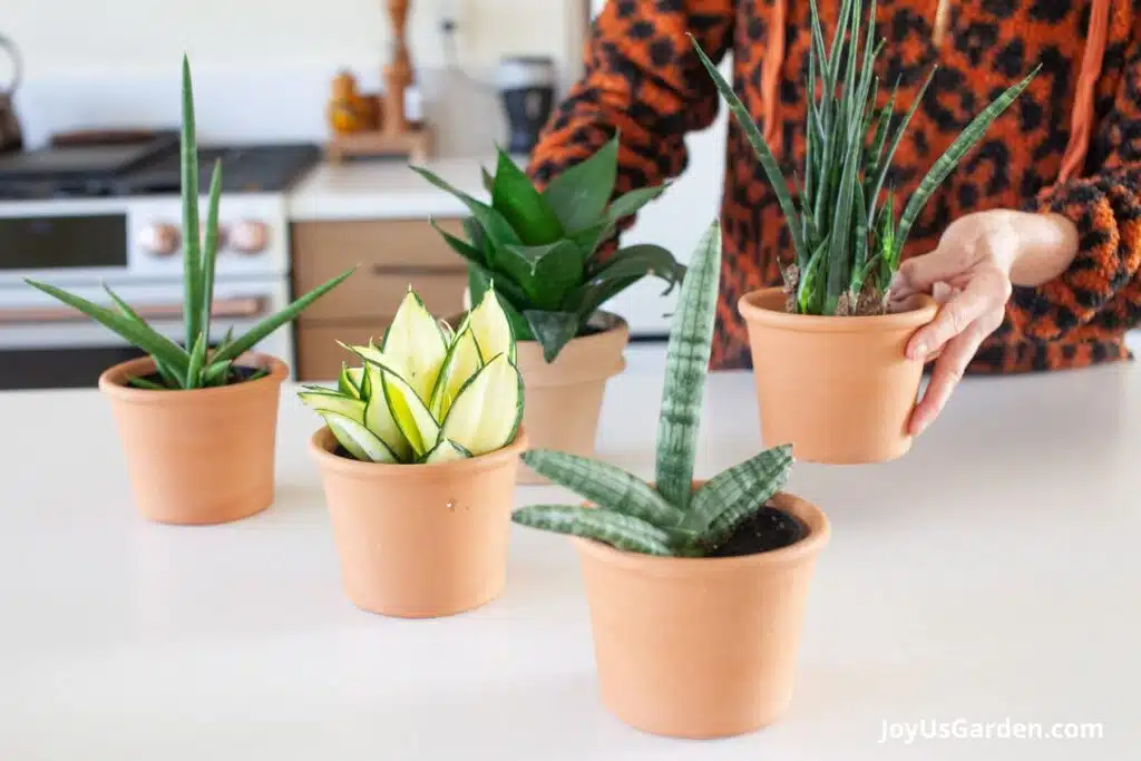 Five different type of snake plants grow in clay pots on a kitchen island.