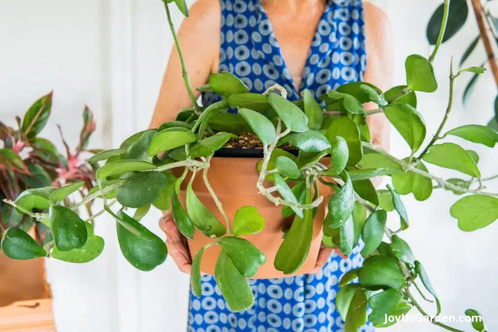 A woman in a blue dress hold a Hoya growing in a terra-cotta pot.