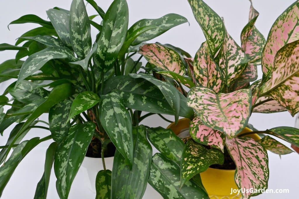 Close-up photo of the foliage on two different types of aglaonema plants.