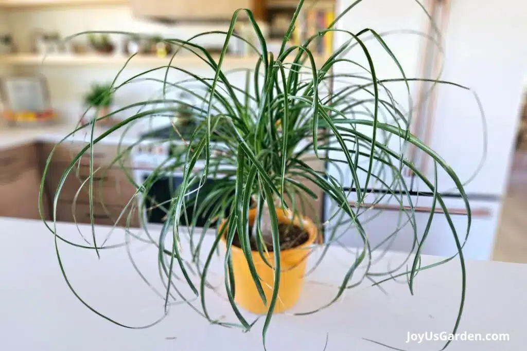 A ponytail palm is planted in a yellow pot sitting on a kitchen island.