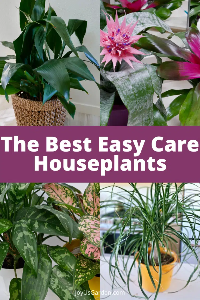 Four photo collage of house plants text reads the best easy care houseplants.