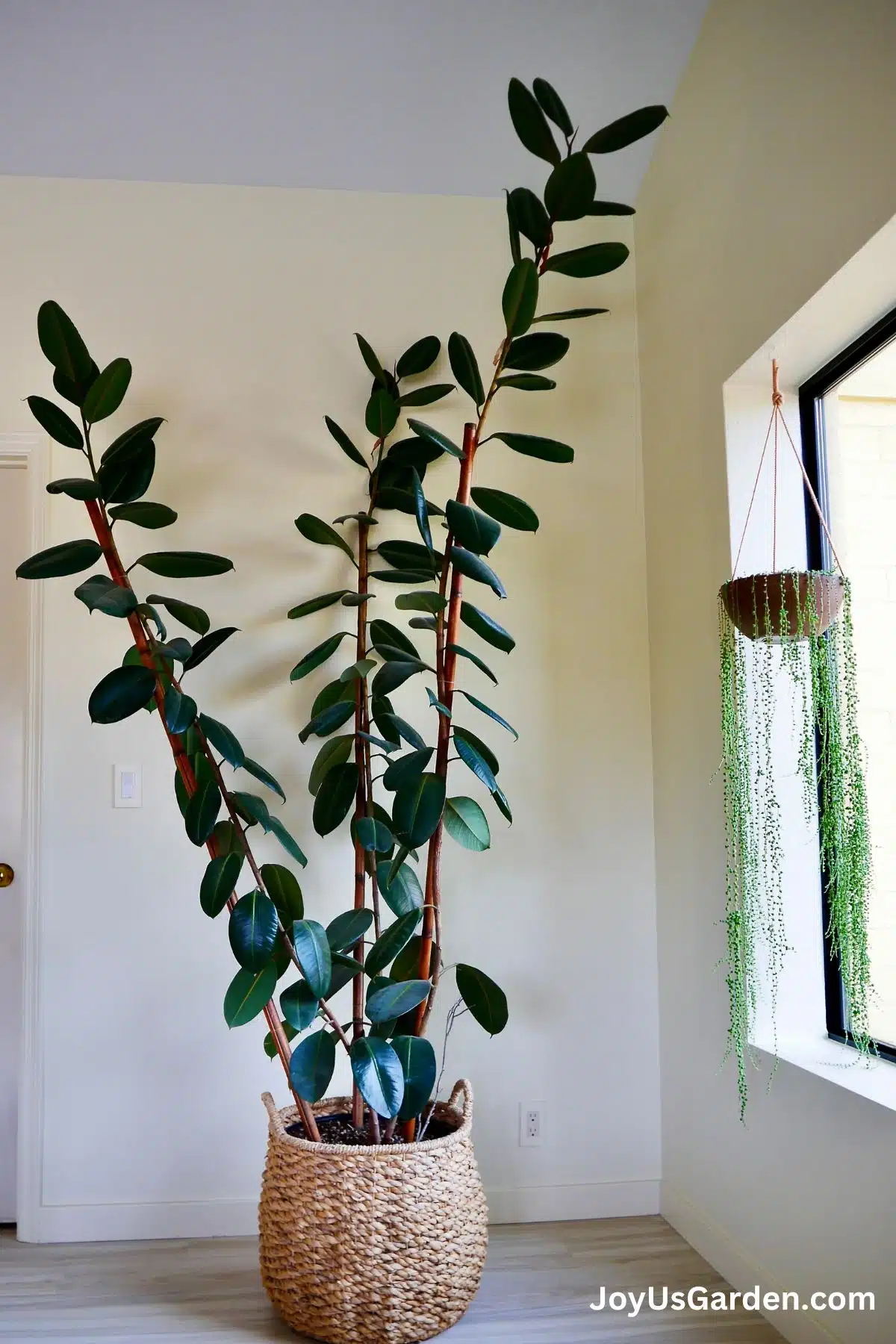 A very large rubber tree grows in a bright room hanging in the window is a string of pearls plant.