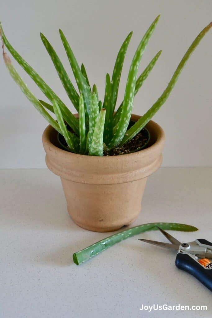 A small Aloe vera grows in a clay pot on the table are pruning snips.