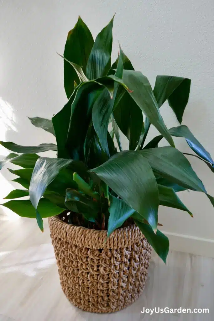 A cast-iron plant is growing in a plant basket in a bright room.