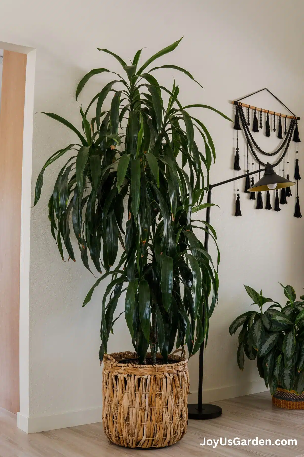 A large Dracena Lisa is growing in a plant basket.