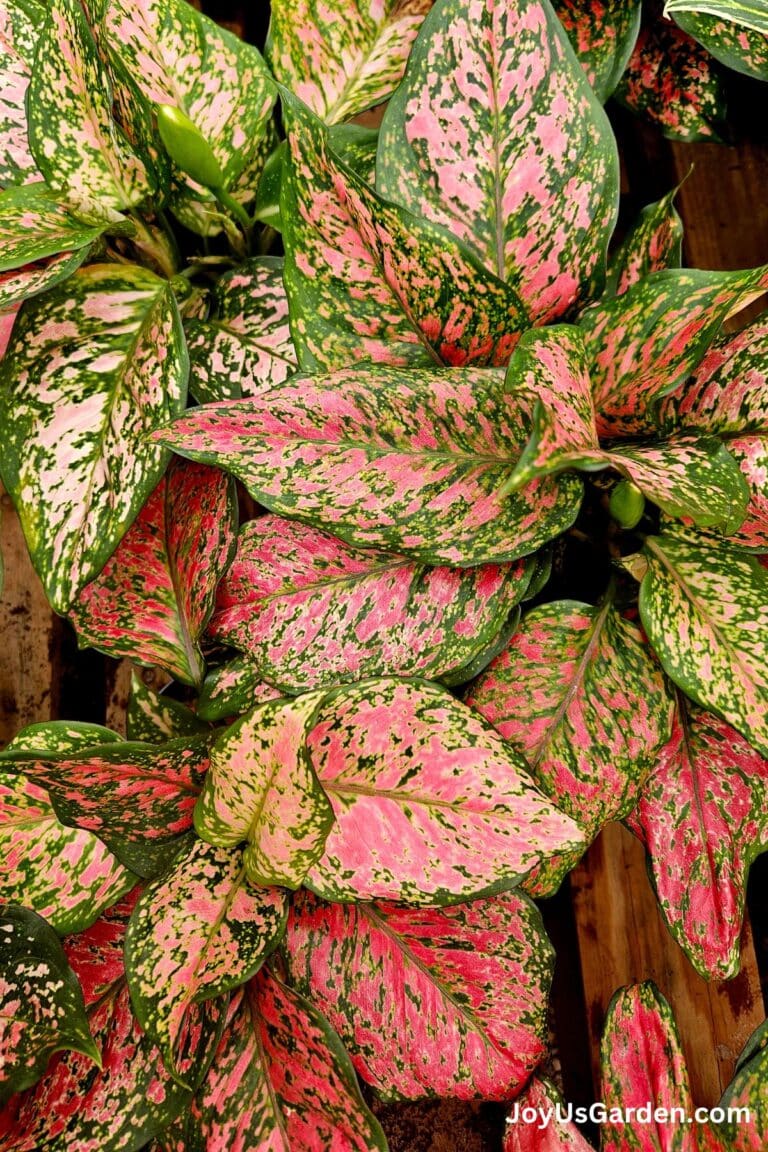 Close up of the beautiful foliage on a variegated pink aglaonema.