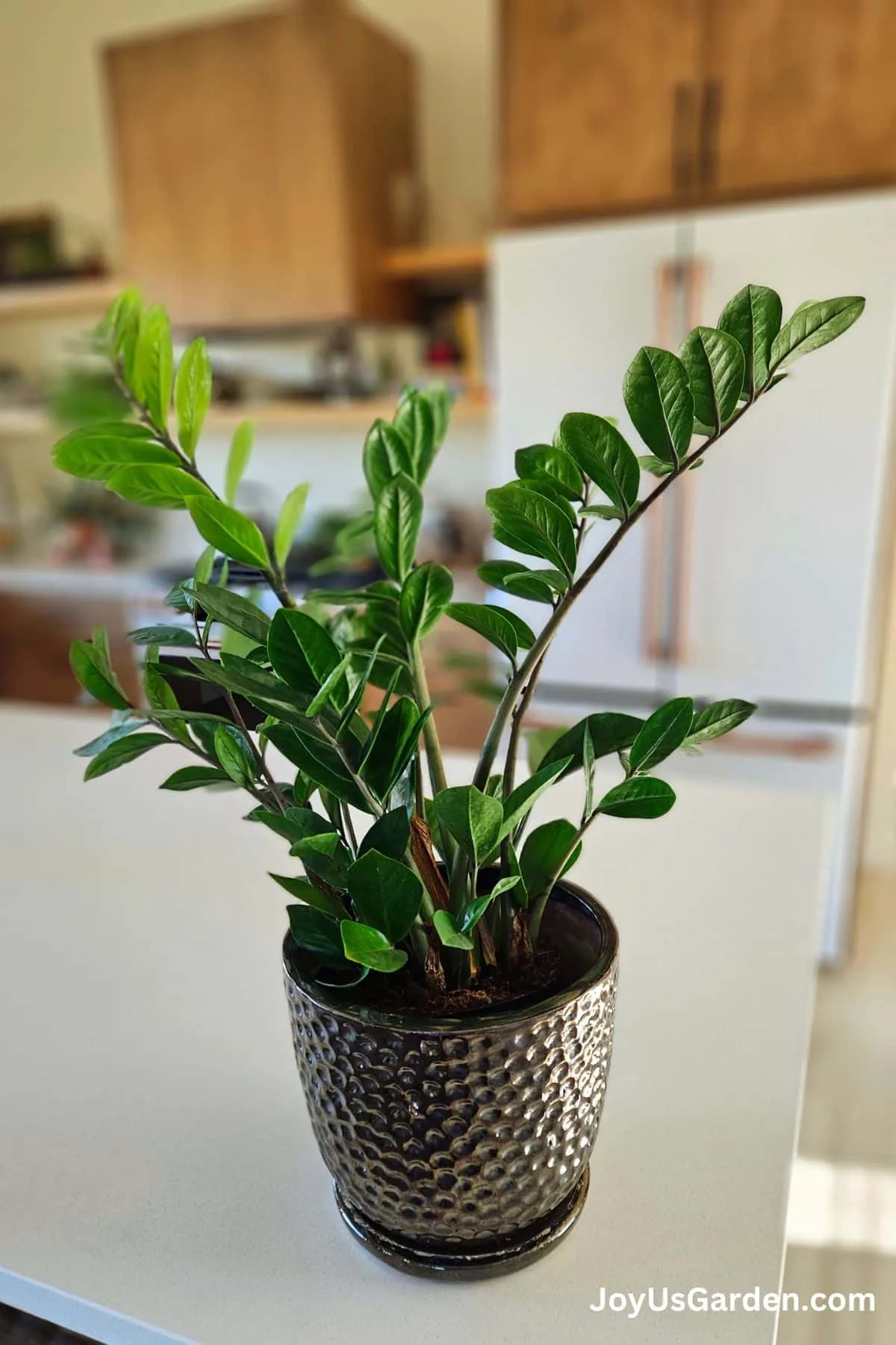 A small zz plant in a bronze pots sits on a kitchen island.