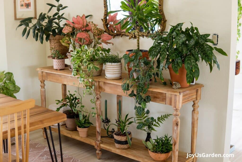 A variety of indoor plants are on a long plant table in a sunny room. 