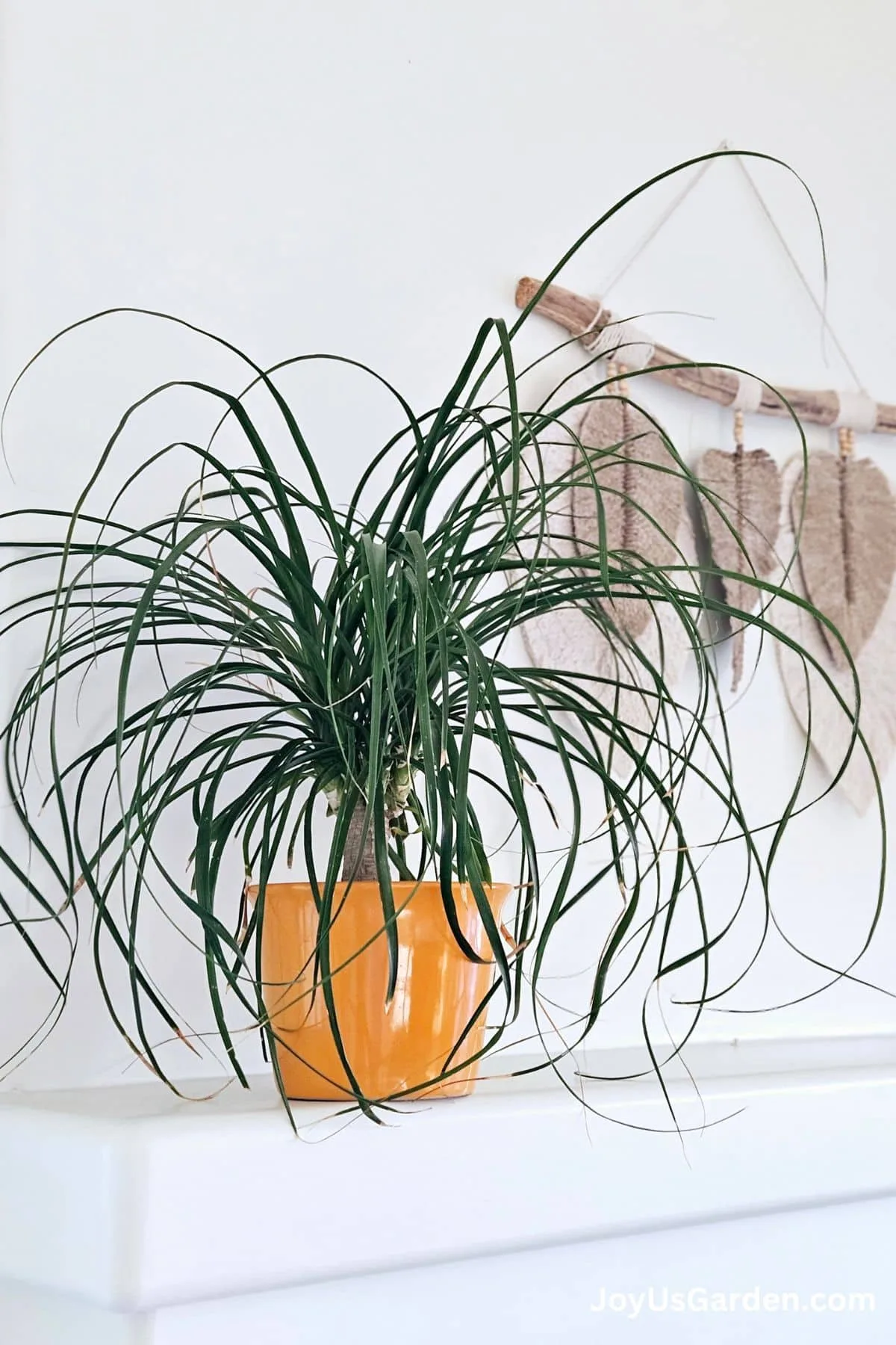 A Ponytail palm in an orange/yellow pot sits on a mantle piece.