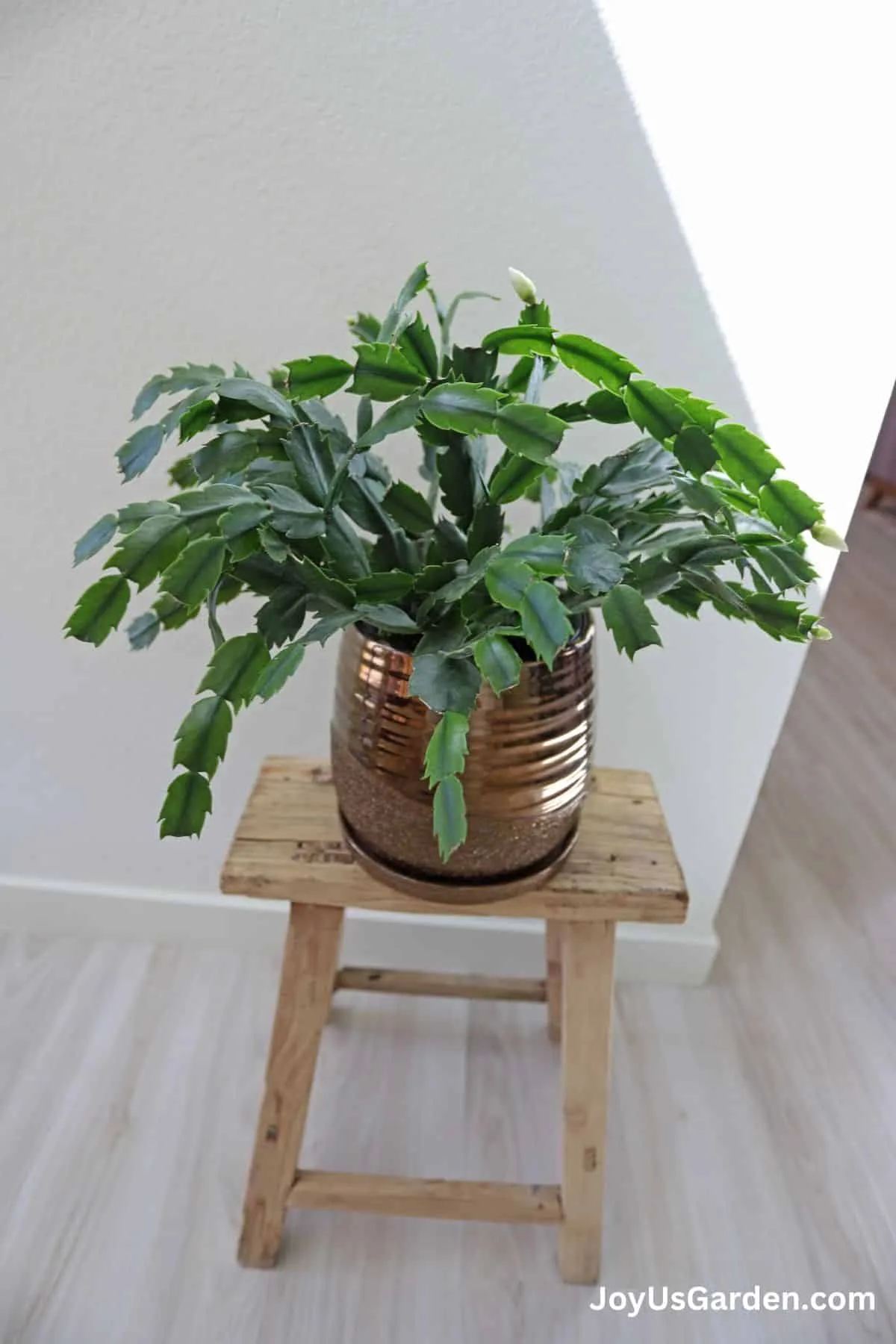 A Christmas cactus in a bronze pot sits on a small wooden stool. 