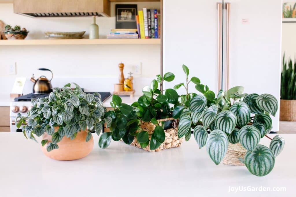 Three type of peperomias on a kitchen island. 