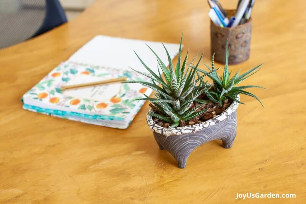 A small zebra haworthia in a handmade pot sits on a desk. 