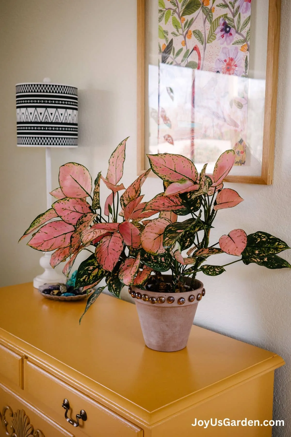 A colorful pink aglaonema in a clay pot grows on a table. 