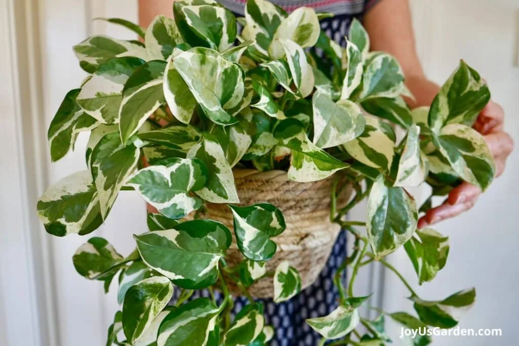 Woman holding an n'joy pothos in plant basket. 