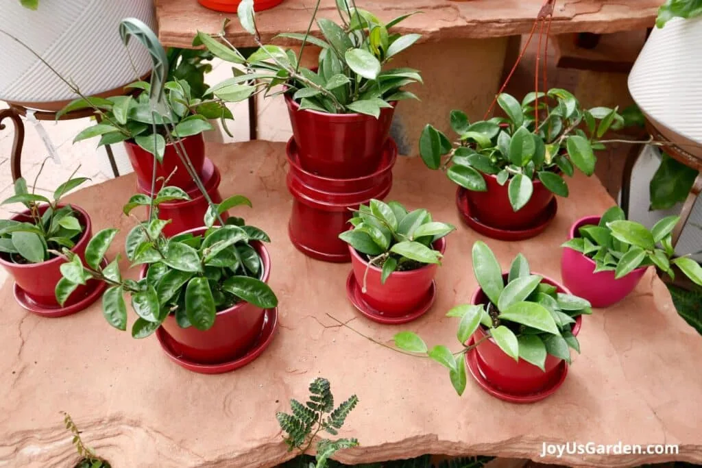 Hoyas in red ceramics pots being sold at a nursery.