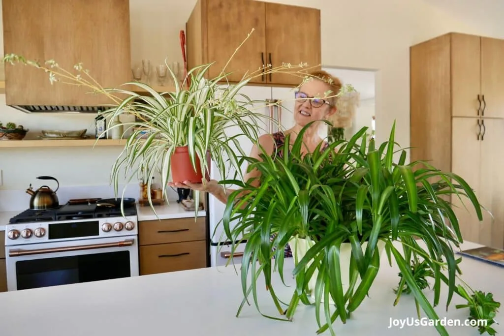 Woman holding 1 spider plant, with a larger 1 on the counter.