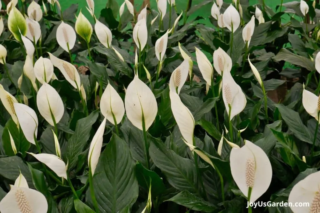 Masses of spathiphyllums with white flowers grow in a greenhouse.