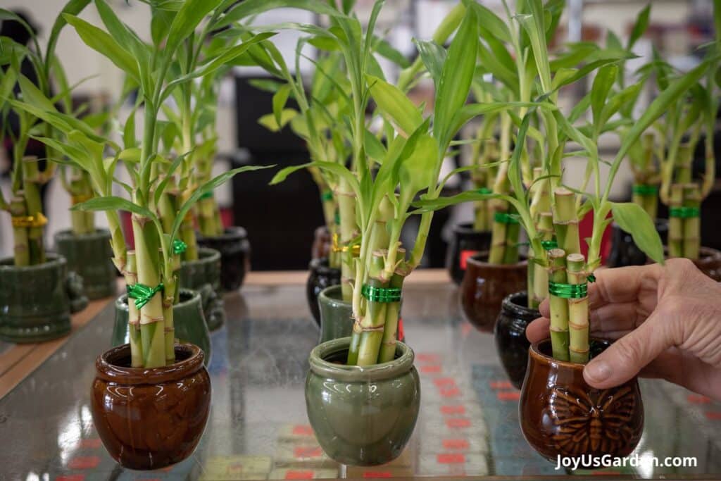 Small lucky bamboo plants in water growing in small ceramic pots. 